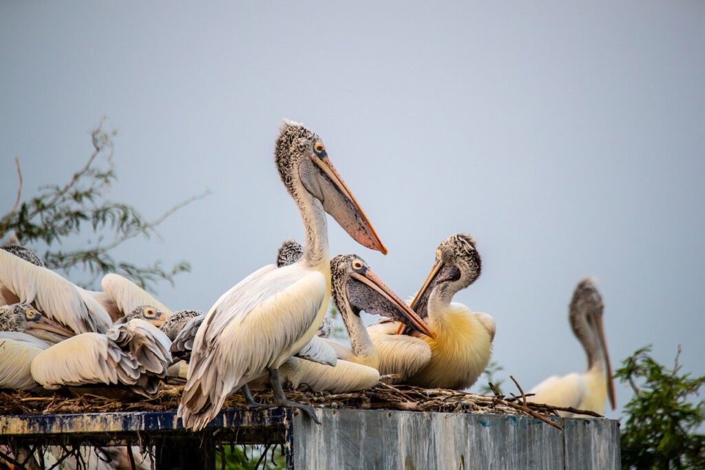 Bharatpur Bird Sanctuary