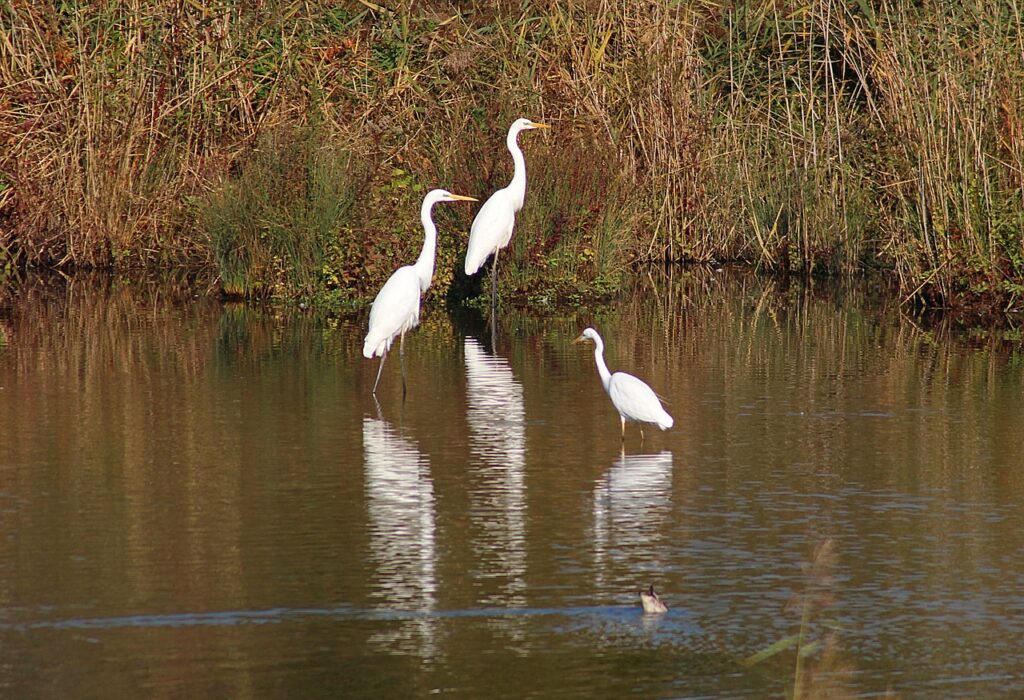 Bharatpur Bird Sanctuary.