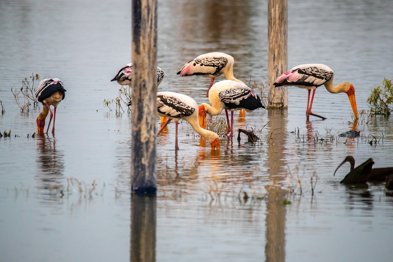 Bharatpur Bird Sanctuary.